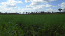MA_378_F3_pan