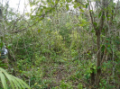 MA_384_F3_pan