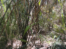 MA_442_F3_pan
