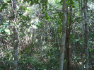 MA_44_F3_pan
