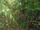MA_460_F3_pan