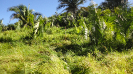 MA_481_F3_pan