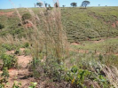 MA_491_F3_pan
