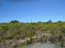 MA_492_F3_pan