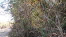 MA_493_F3_pan