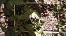 MA_493_F9_1_2