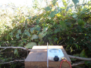 MA_496_F3_pan
