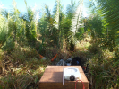 MA_498_F3_pan