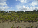 MA_55_F3_pan