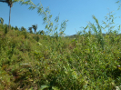 MA_596_F3_pan