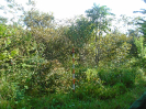 MA_67_F3_pan
