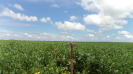 MA_788_F3_pan