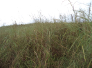 MA_84_F3_pan