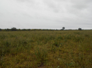 MS_10_F3_pan
