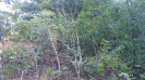 MS_194_F3_pan