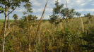 MS_225_F3_pan