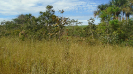 MS_225_F5_3