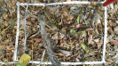 MS_229_F9_3_2
