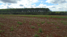 MS_259_F3_pan
