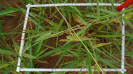 MS_264_F9_2_2
