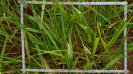 MS_264_F9_3_1