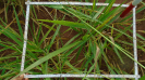 MS_264_F9_3_9