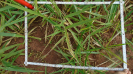 MS_264_F9_4_10