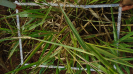 MS_264_F9_4_1