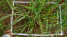 MS_264_F9_4_2