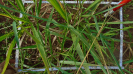 MS_264_F9_4_9