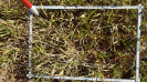 MS_267_F9_4_10