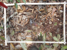 MS_270_F9_4_10