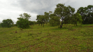 MS_315_F3_pan