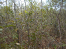 MS_347_F3_pan