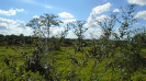 MS_373_F3_pan