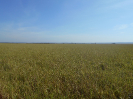 MS_381_F3_pan