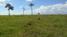 MS_395_F3_pan