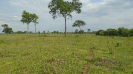MS_404_F3_pan