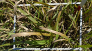 MS_442_F9_2_9