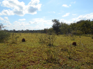 MS_458_F3_pan