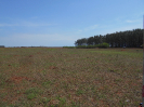 MS_466_F3_pan