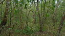 MS_757_F3_pan