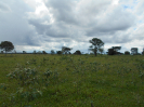 MS_780_F3_pan