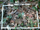 MT_1124_3_558C