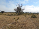 MT_1781_F3_pan
