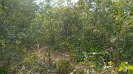 MT_1818_F3_pan