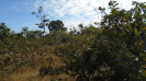 MT_1823_F3_pan
