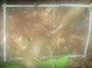MT_59_4_1241_C