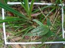 PA_1048_1_237d