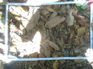 PA_1102_1_98b